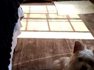 leosjoec webcam model stream image