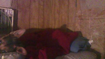 thighwalker webcam model stream image