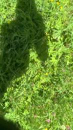 moki_072 webcam model stream image