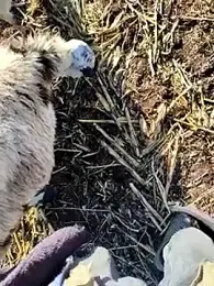 murokkk31 webcam model stream image