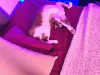 varya_ferreira webcam chaturbate model stream image