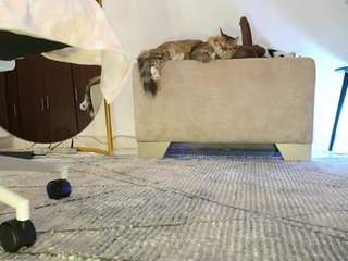 sophiamiller98 webcam model stream image