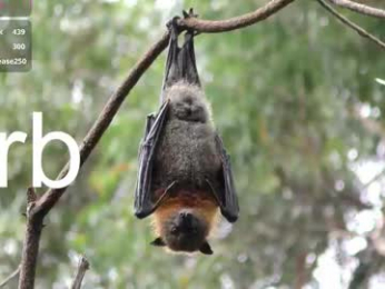 celine_rose webcam model stream image