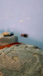 Charless19 webcam model stream image