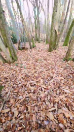 Legtiste webcam model stream image