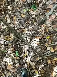 aooya webcam model stream image