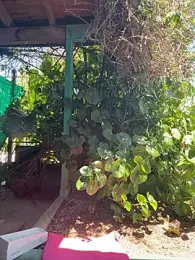 Sofyalone_ webcam model stream image