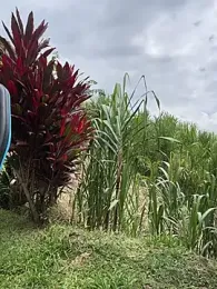 Marco_Vega webcam stripchat model stream image