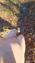 Kleindude webcam model stream image