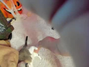 thejohnnystone webcam model stream image