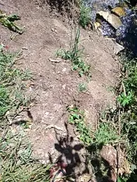 Adee21e webcam model stream image