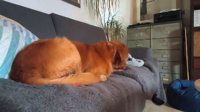 Ptitross webcam model stream image