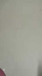 Cammgirlmii webcam model stream image