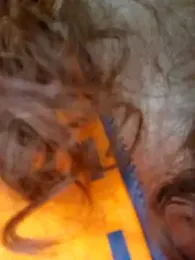 Sharon_Black webcam model stream image