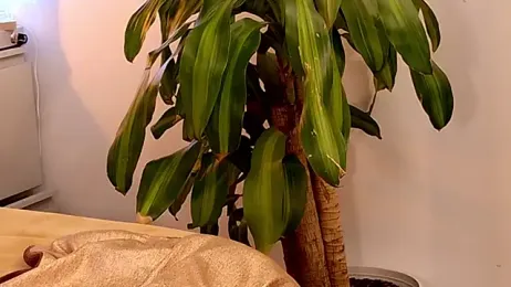 Sr_evann webcam model stream image