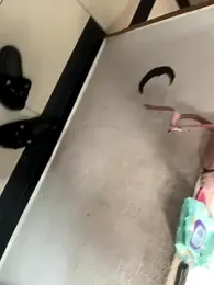 teencutee webcam model stream image