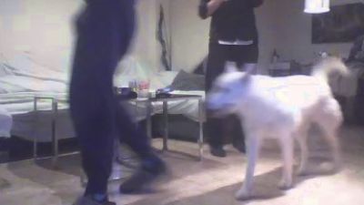 Polardos webcam cam4 model stream image