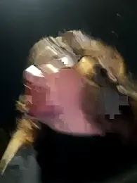 veludolunar webcam model stream image