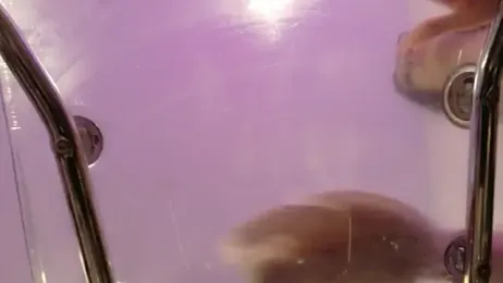 Midnightrose11 webcam stripchat model stream image