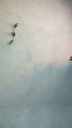 pisellone281 webcam model stream image