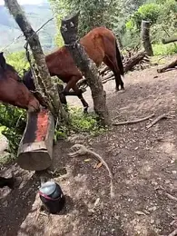 Ell_gomxxxz webcam stripchat model stream image