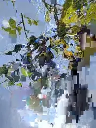 Lady__Maria webcam model stream image