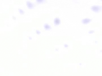 cata_n_cami webcam model stream image