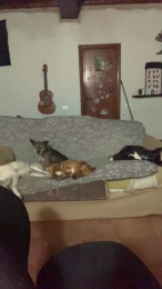 punk91acab webcam model stream image