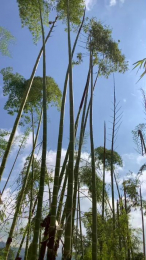 Stailers webcam model stream image