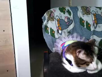 torino_19 webcam model stream image