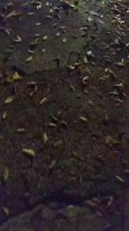 Petitebombe34 webcam model stream image