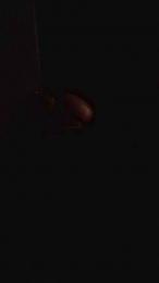 MiauGrrr webcam model stream image