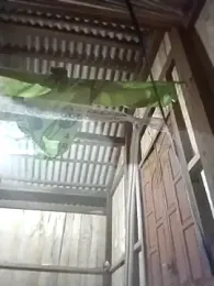 mylove-cute webcam stripchat model stream image