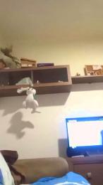 tusmorbosos3 webcam model stream image