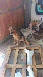 carolvxxx webcam model stream image