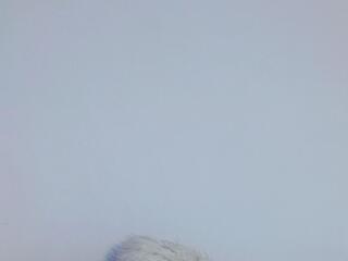 Alyssa Bonett flirt4free stream image