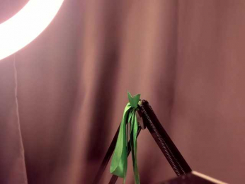 lilcalypso bongacams stream image