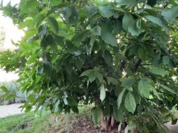 patry333 chaturbate stream image