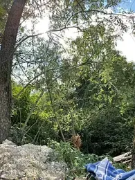 Redhairedteacher stripchat stream image