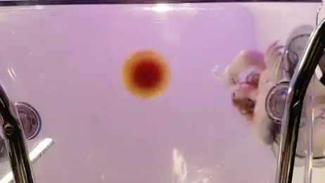 Midnightrose11 stripchat stream image