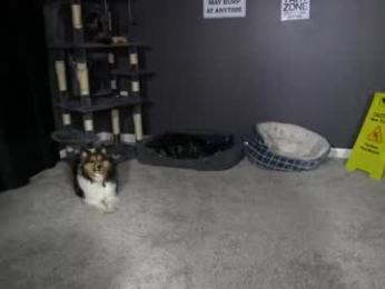 sydaffect chaturbate stream image