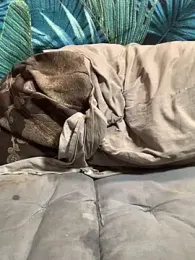 zasmin3 stripchat stream image