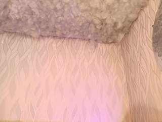 begoniia camsoda stream image, 05.05.2025 03:00
